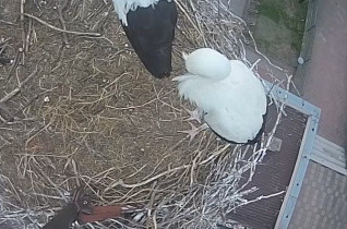 Imagen de vista previa de la cámara web Storks Władysławów